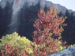 Maytenus acuminata acuminata