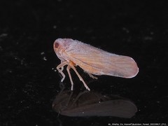 Omolicna