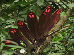 Columnea dimidiata