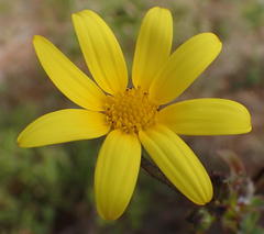 Osteospermum polygaloides polygaloides