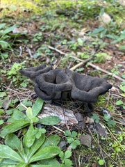 Craterellus