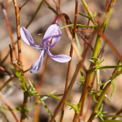Prismatocarpus diffusus