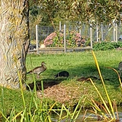 Alopochen aegyptiaca