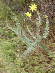 Osteospermum polygaloides polygaloides