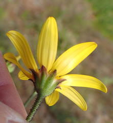 Osteospermum polygaloides polygaloides