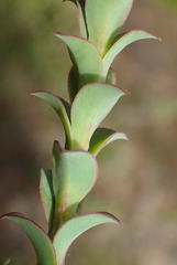 Osteospermum polygaloides polygaloides