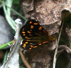 Metisella metis paris