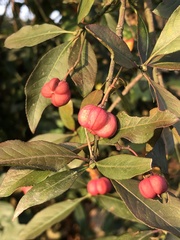 Euonymus europaeus