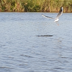Chroicocephalus ridibundus