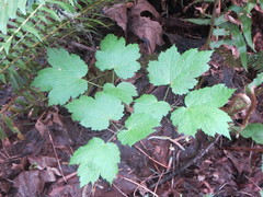 Actaea elata