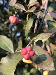 Euonymus europaeus