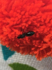 Formicoidea