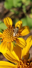 Taedia marmorata