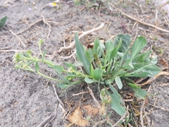 Lepidium cartilagineum