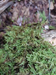 Dicranella schreberiana