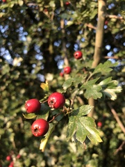 Crataegus laevigata