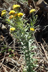 Schistostephium umbellatum
