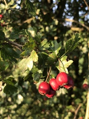 Crataegus laevigata