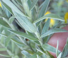 Schistostephium umbellatum