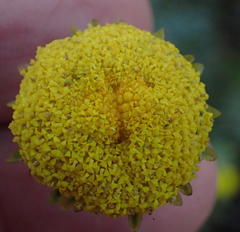 Schistostephium umbellatum
