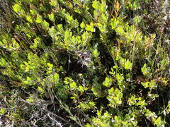 Protea venusta