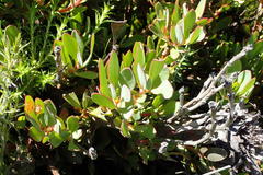 Protea venusta