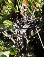 Protea venusta