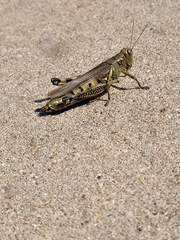 Melanoplus differentialis