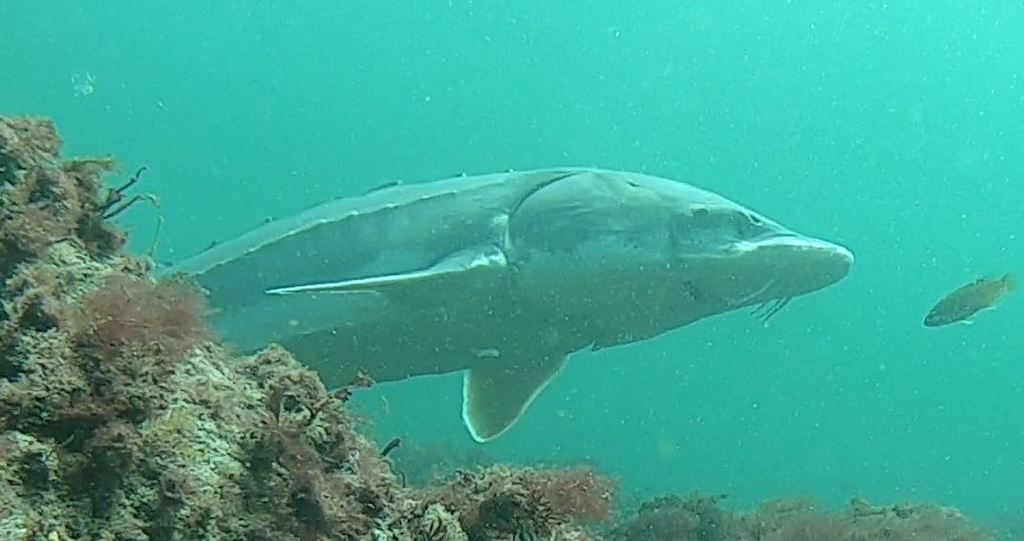 American Atlantic sturgeon (Acipenser oxyrinchus) — Acipenseridae