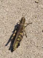 Melanoplus differentialis
