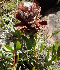 Protea venusta