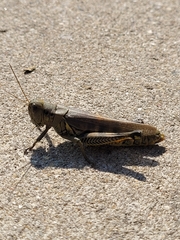 Melanoplus differentialis