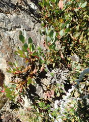 Protea venusta