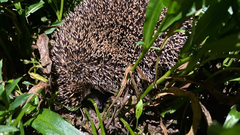 Erinaceus roumanicus