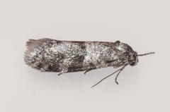Typhonia petrodes