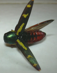 Buprestis rufipes