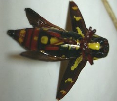 Buprestis rufipes