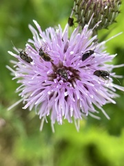 Plagiognathus obscurus