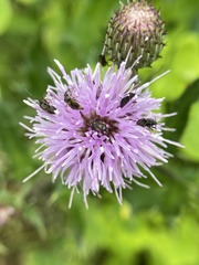 Plagiognathus obscurus