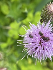 Plagiognathus obscurus