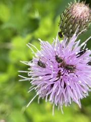 Plagiognathus obscurus