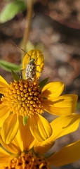 Taedia marmorata
