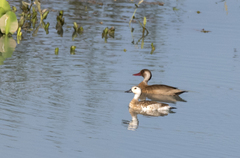 Amazonetta brasiliensis