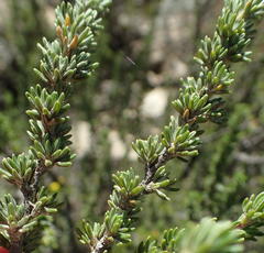Cliffortia montana