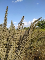 Echium italicum