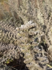 Echium italicum