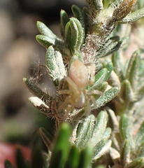 Cheiracanthium furculatum