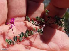 Indigofera sarmentosa