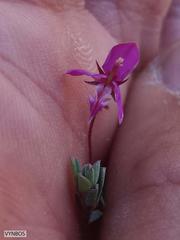 Indigofera sarmentosa