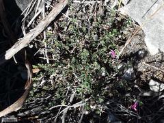 Indigofera sarmentosa